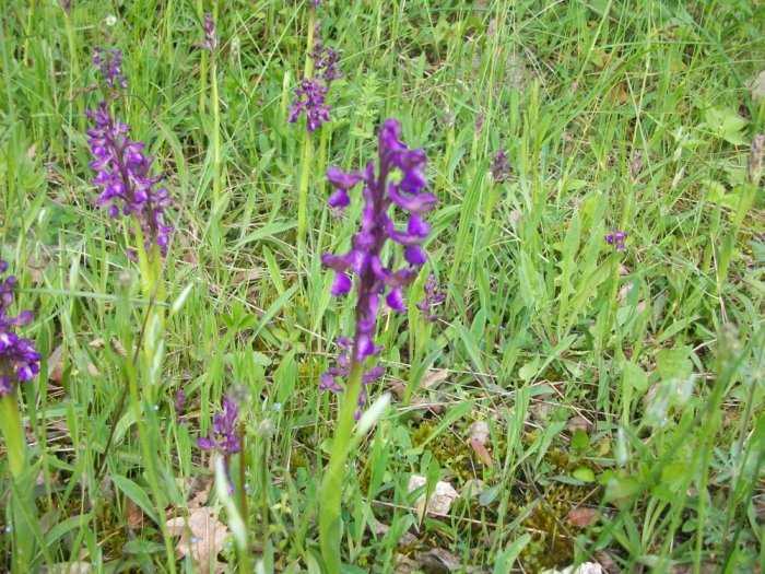 Ήπειρος: Πετσοκόβουν τις άγριες ορχιδέες