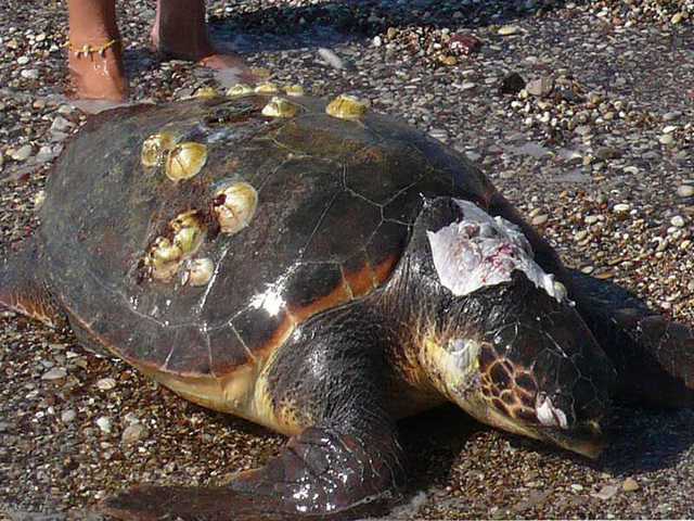 Νεκρή Πρασινοχελώνα Μύδας εντοπίστηκε στην παραλία Καναλίου Πρέβεζας!