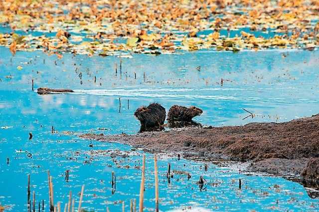 Πανέμορφη αυτή την εποχή η λίμνη με τα νούφαρα στο Καλοδίκι Θεσπρωτίας κοντά στην Πάργα.