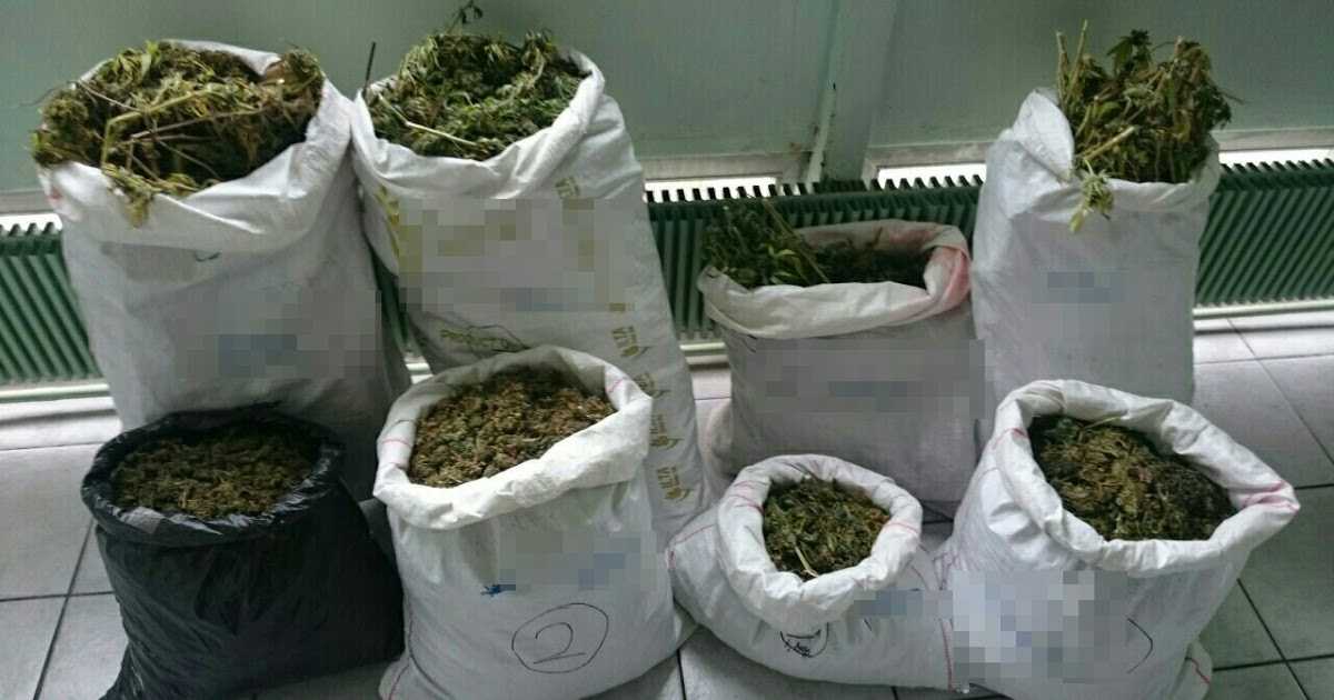 «Μάχη» σε δύο… μέτωπα στην Ήπειρο ενάντια στη μάστιγα των ναρκωτικών