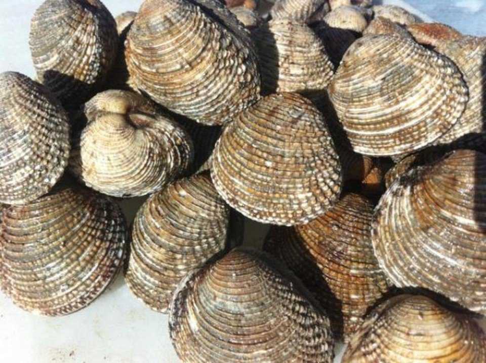 ΠΡΕΒΕΖΑ: Αλίευαν παράνομα όστρακα!