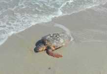 Νεκρή χελώνα Καρέτα Καρέτα εντοπίστηκε στην περιοχή του Μονολιθίου!!