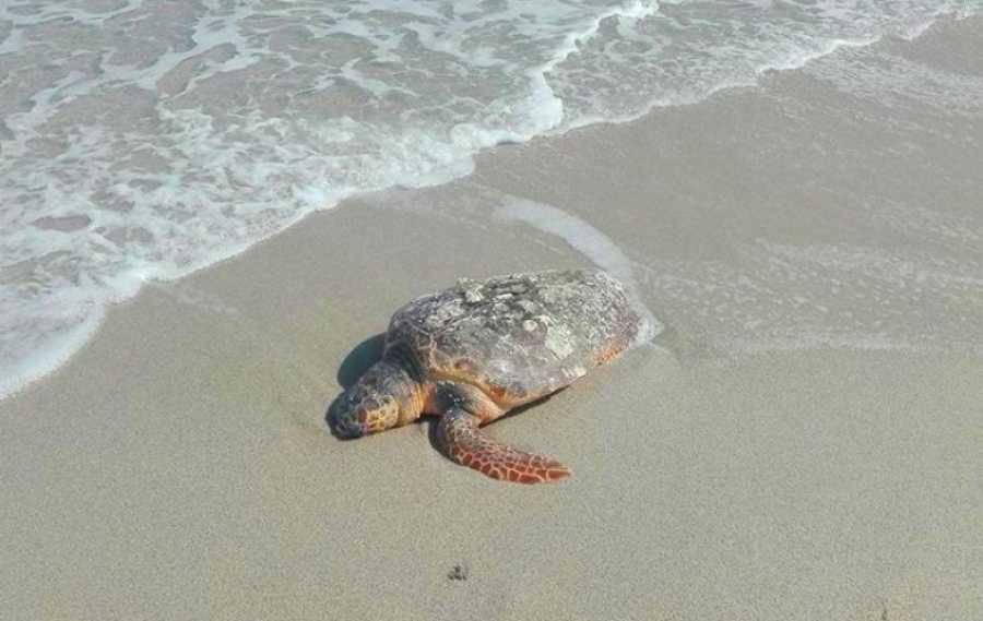 Νεκρή χελώνα Καρέτα Καρέτα εντοπίστηκε στην περιοχή του Μονολιθίου!!