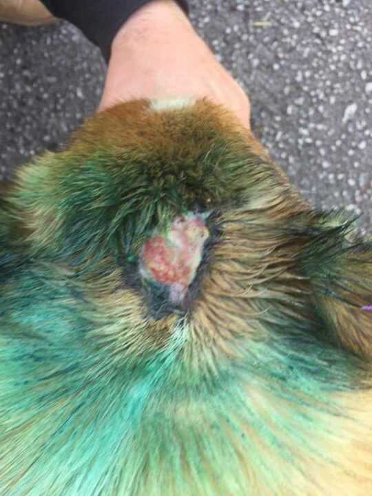 Από το Σταυροχώρι Δήμου Πάργας ο σκυλάκος που του άνοιξαν το κεφάλι με σφυρί!!