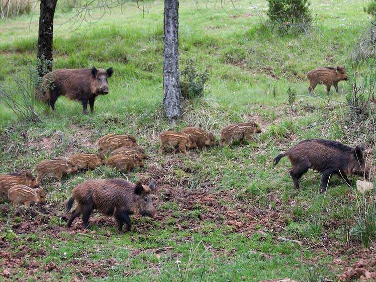 Καταστροφές σε αγροτικές καλλιέργειες προκαλούν καθημερινά κοπάδια αγριογούρουνων στην Ήπειρο!