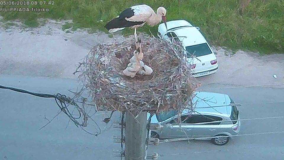 Ολοένα και μεγαλώνουν οι διάσημοι πελαργοί της Φιλιππιάδας!!