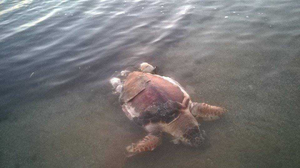 Μια νεκρή χελώνα Καρέτα -Καρέτα εντοπίστηκε στην θαλάσσια περιοχή του Καναλίου