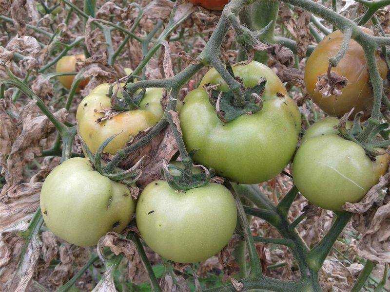 «Μάχη» με το έντομο Tuta absoluta συνεχίζουν να δίνουν οι παραγωγοί της Πρέβεζας