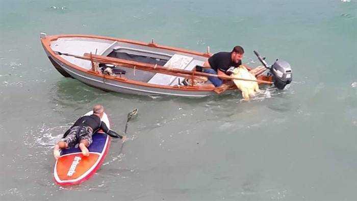 Πολύωρη επιχείρηση δύο Παργινών για τη διάσωση μιας τραυματισμένης χελώνας στην θαλάσσια περιοχή της Πάργας