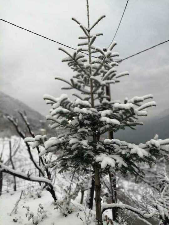 Πυκνό χιόνι πέφτει και στους χαμηλότερους οικισμούς των Δ.Ε Λούρου και Ζαλόγγου