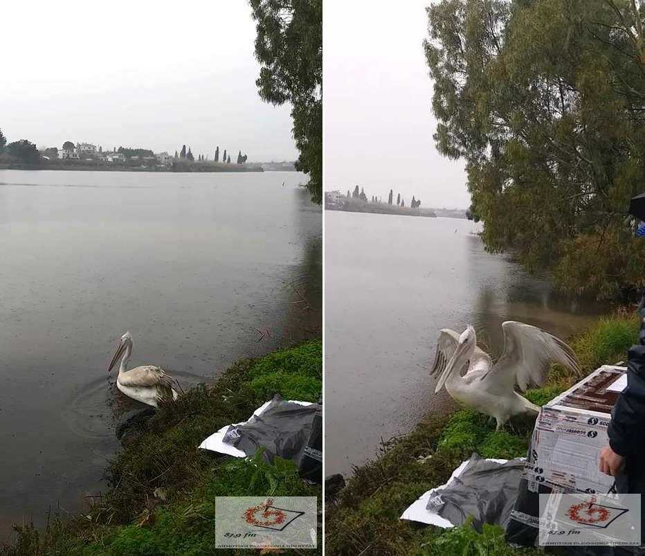 Στο φιλόξενο περιβάλλον της λιμνοθάλασσας στο Βαθύ Πρέβεζας επέστρεψε ο τραυματισμένος Αργυροπελεκάνος