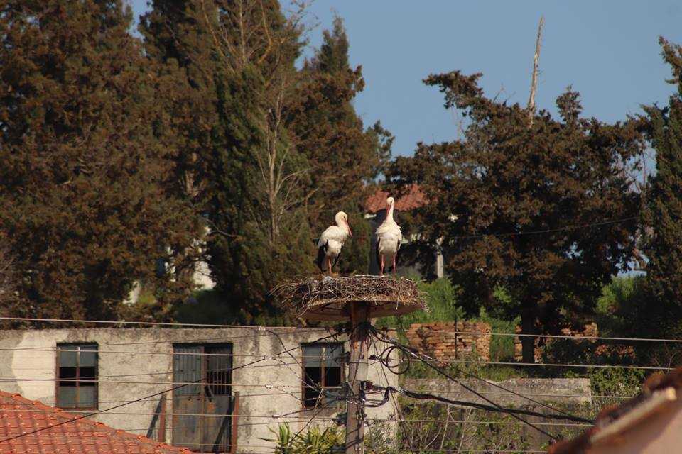 Οι πελαργοί ήρθαν και φέτος στην Φιλιππιάδα, στο Φανάρι !! Στην Κορώνη τα δύο τελευταία χρόνια καταγράφεται επιτυχής αναπαραγωγή πουλιών!