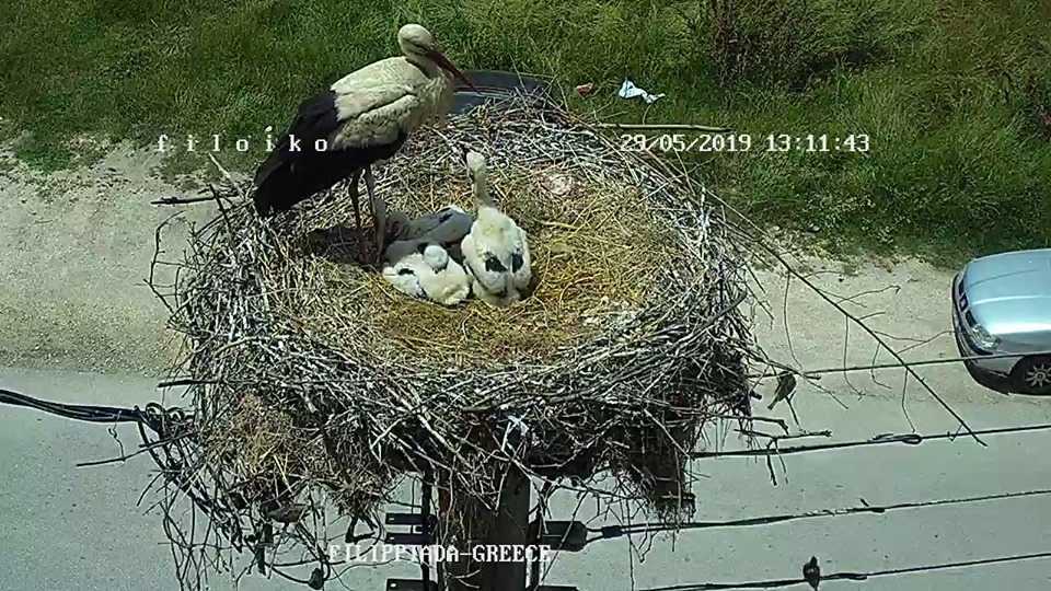 Μέρα με την ημέρα μεγαλώνουν οι “διάσημοι” πελαργοί της Φιλιππιάδας