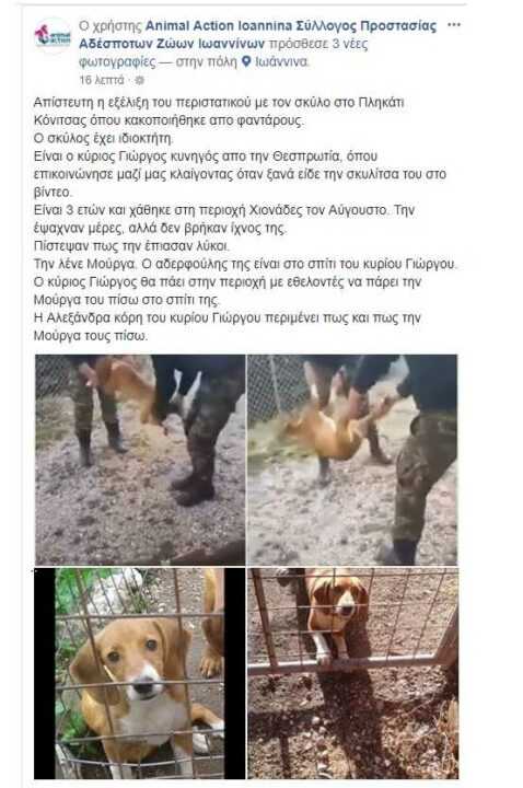 Αυτός είναι ο σκύλος που πέταξαν οι φαντάροι από τον γκρεμό και είναι καλά!!