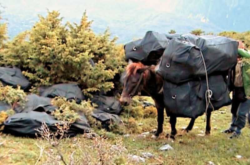 Αλβανοί έχουν ρημάξει τα αρωματικά φυτά από τα βουνά της Ηπείρου!!