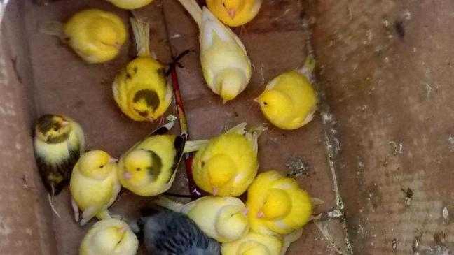 Φρίκη στα Γιάννενα – Γυναίκα έλουσε με χλωρίνη ετοιμόγεννα καναρίνια διότι την ενοχλούσε το κελάηδισμα τους