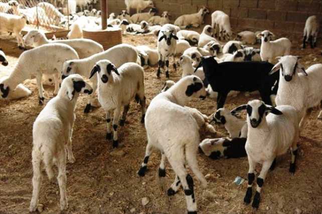 Φιλιππιάδα: Έκλεψε αρνί από στάβλο και συνελήφθη!!