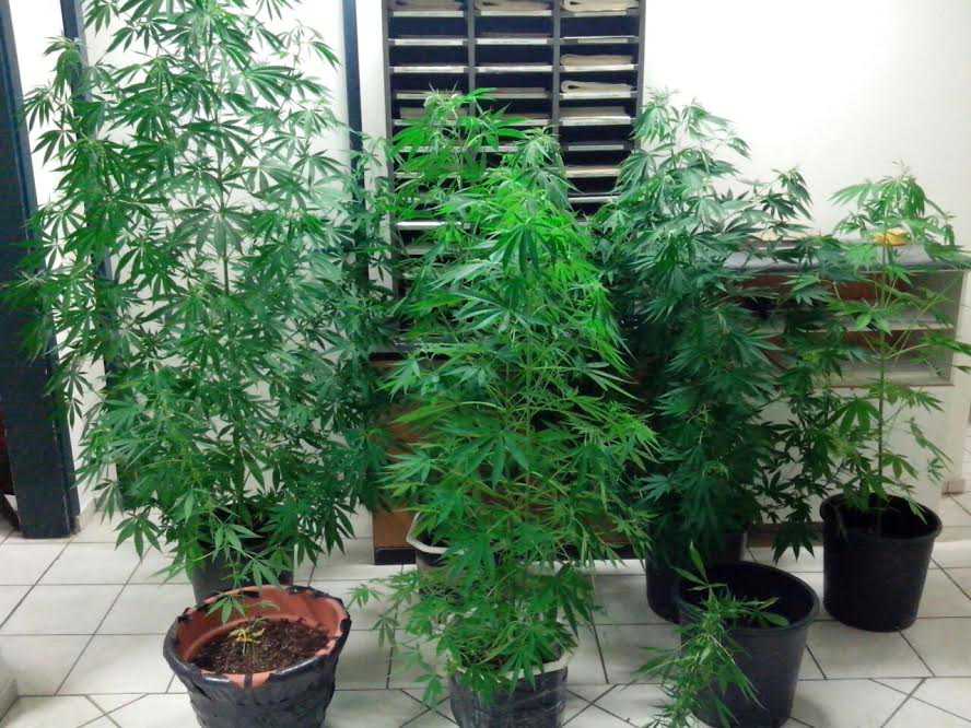 Συνελήφθη 53χρονος στη Φιλιππιάδα Πρέβεζας, για καλλιέργεια δενδρυλλίων κάνναβης και διακίνηση ναρκωτικών!!