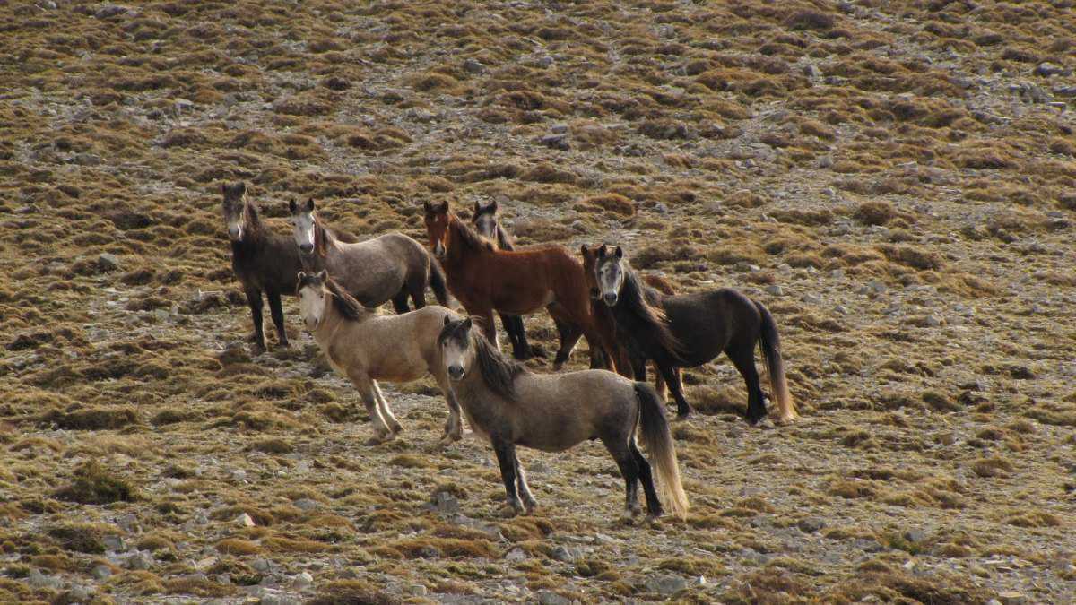 Τα άγρια άλογα στο Σούλι και στο Φαρμακοβούνι χρειάζονται φροντίδα για την επιβίωσή τους…