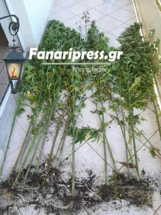 Εντοπίστηκε φυτεία 27 δενδρυλλίων κάνναβης, σε αγροτική περιοχή της Φιλοθέης Άρτας