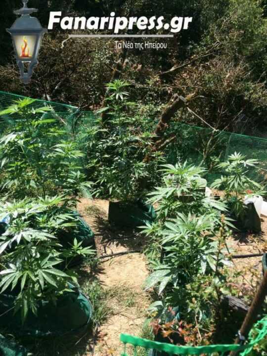 Κατασχέθηκαν 10 δενδρύλλια κάνναβης και ποσότητα αποξηραμένης κάνναβης στα Βόρεια Τζουμέρκα – Συνελήφθησαν δύο άτομα!!