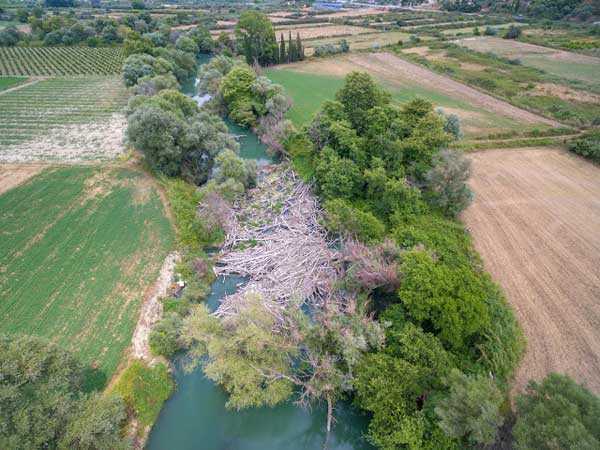 Ανησυχία από την εξάπλωση της νόσου των πλατάνων στην Ήπειρο!