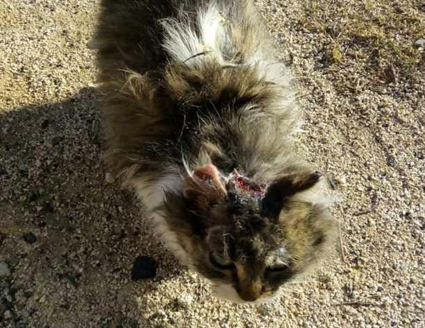 Βρέθηκε γάτα με εγκαύματα από καυτό λάδι στην Kόνιτσα Ιωαννίνων