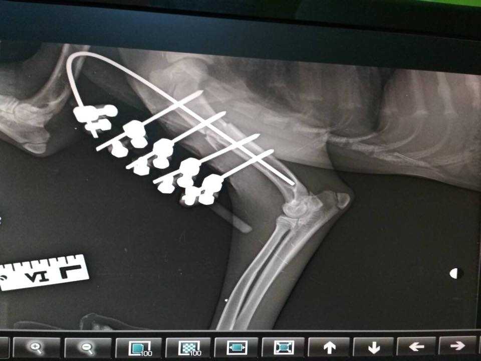 Έκκληση για να καλυφθούν τα έξοδα νοσηλείας του σκύλου που έσπασε στο ξύλο ο ιδιοκτήτης του στο Λαδοχώρι Θεσπρωτίας