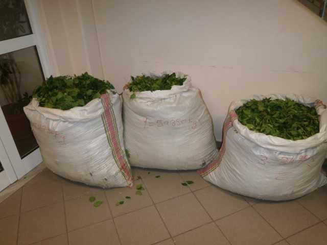 Συνελήφθησαν τρεις Αλβανοί που είχαν ρημάξει τα αρωματικά φυτά στην ορεινή περιοχή της Κόνιτσας Ιωαννίνων