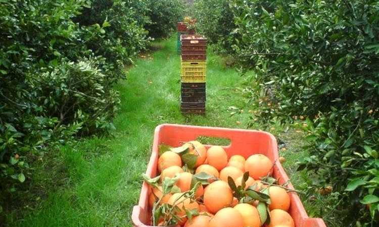 Κλέβουν τα πορτοκάλια από τα δέντρα στην Άρτα!!