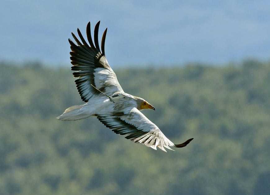 Σπάνιο είδος γύπα, ο Ασπροπάρης, σώζεται σε περιοχές της Θεσπρωτίας