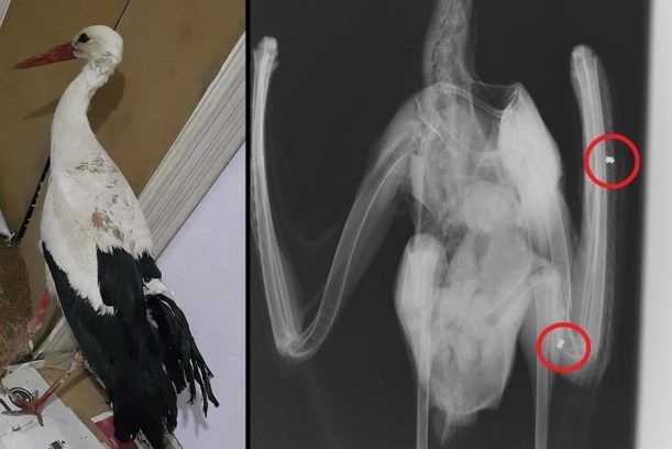 Πελαργός πυροβολημένος δύο φορές με αεροβόλο βρέθηκε στην Περάνθη Άρτας