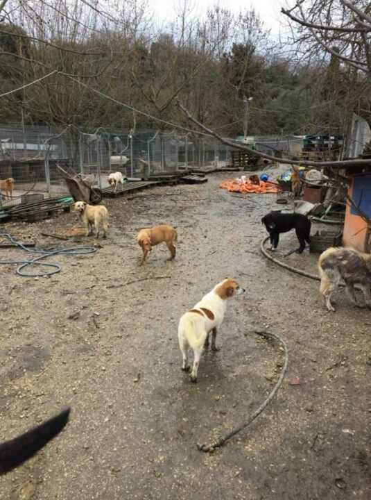 «Παρέμβαση για τα Ζώα»: Ψεύδεται ο αντιδήμαρχος Πρέβεζας Β. Ροπόκης για τις αιτίες καθυστέρησης σκυλοτροφής