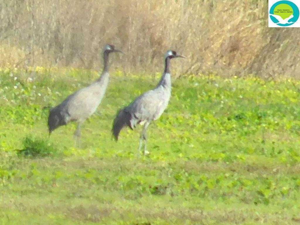 Κερέντζα: Eντυπωσιακοί και σπάνιοι γερανοί στα υγρολίβαδα του Φαναρίου