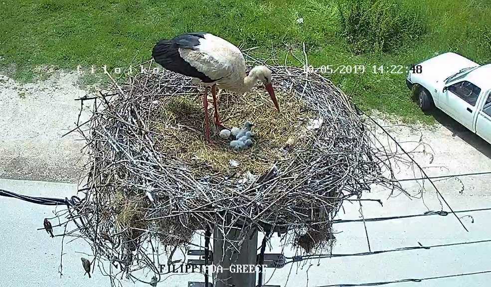 “Γεννητούρια” στην φωλιά των πελαργών της Φιλιππιάδας- Κατά δύο μέλη “μεγάλωσε” ήδη η οικογένεια των πανέμορφων πτηνών