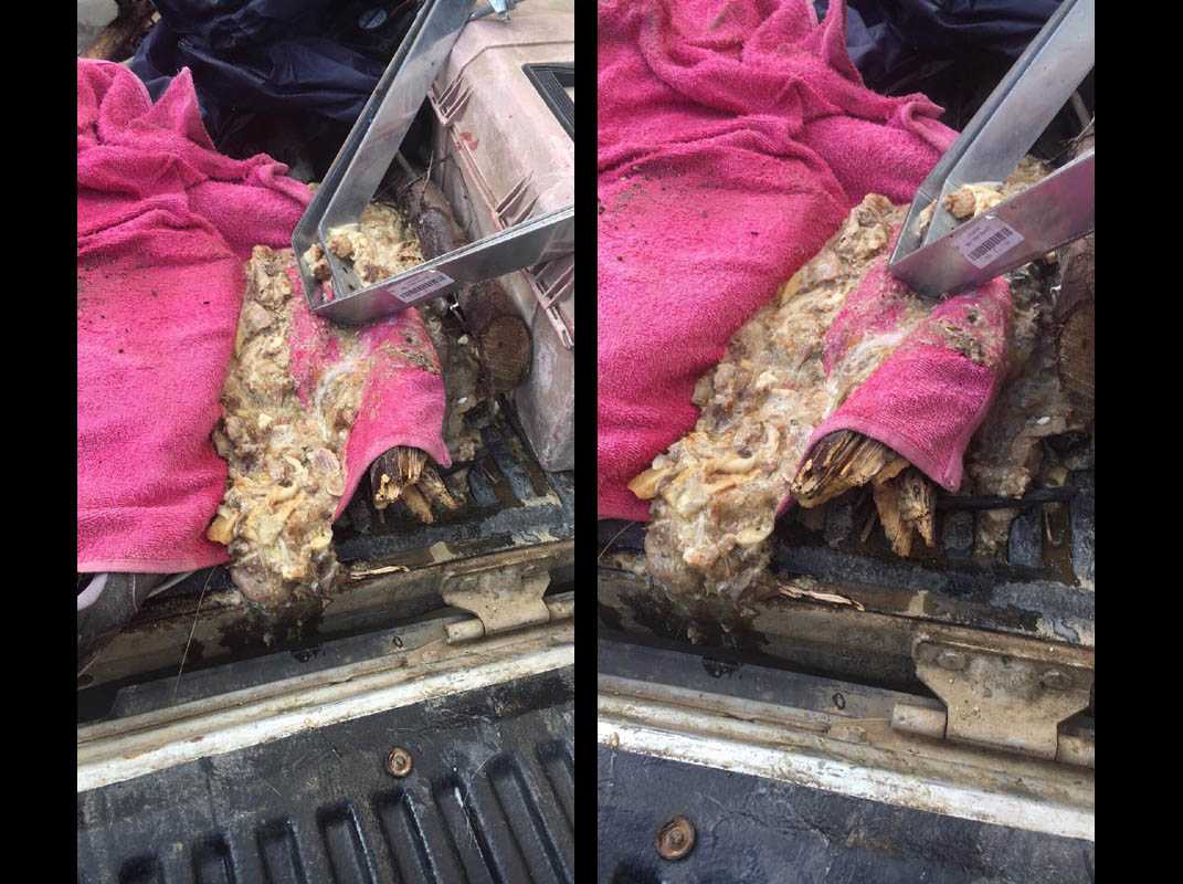 Δηλητήριο ανακατεμένο με κοψίδια ήταν η φόλα για τα αδέσποτα στη Βλαχέρνα Άρτας