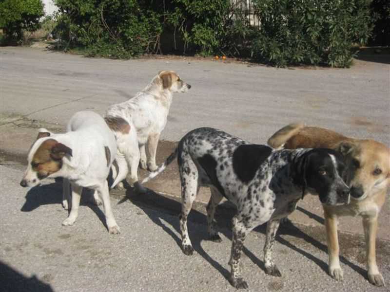 Πρέβεζα: Ο οδηγός αυτοκινήτου χτύπησε αδέσποτα σκυλιά και ζητούσε αποζημίωση!!