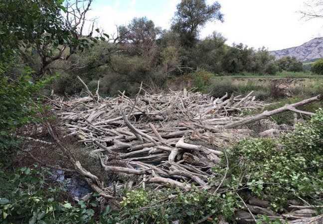 Μεγάλη ανησυχία για την επέλαση της νόσου των πλατάνων στην Ήπειρο – Σε απομάκρυνση ξερών δέντρων από τον Άγιο Γεώργιο έως την Πάργα προχωρά η Περιφέρεια Ηπείρου!!
