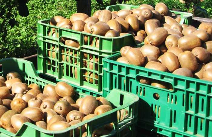 Τις επόμενες ημέρες ξεκαθαρίζει το τοπίο για τιμές ακτινιδίων της Άρτας