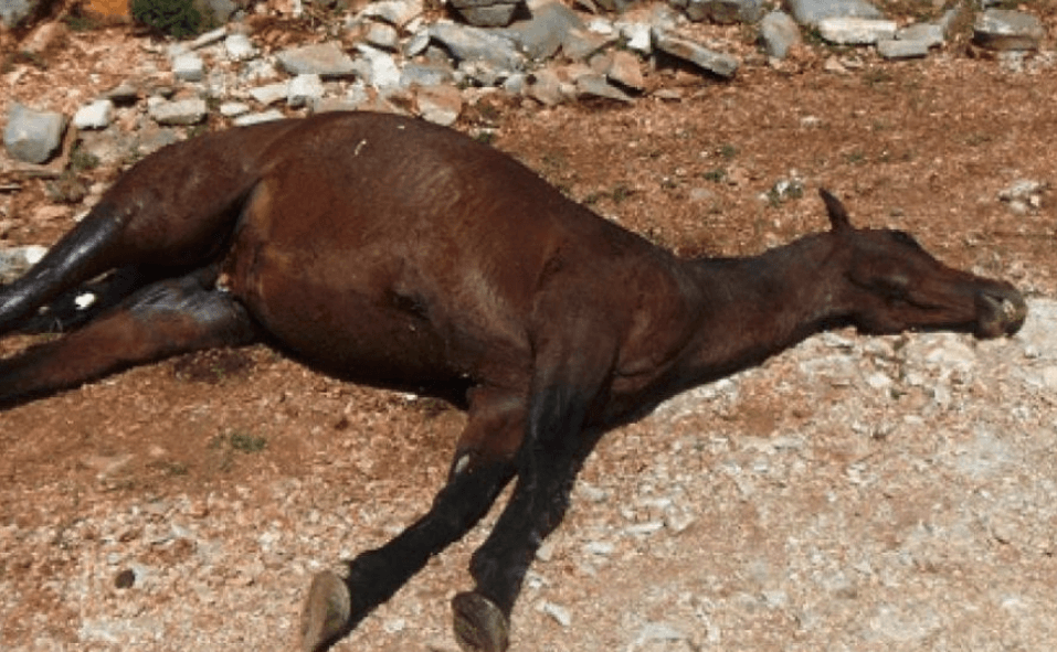 Η κτηνωδία συνεχίζεται στο Καρβουνάρι Παραμυθιάς – Και 7ο άλογο νεκρό από σφαίρες !