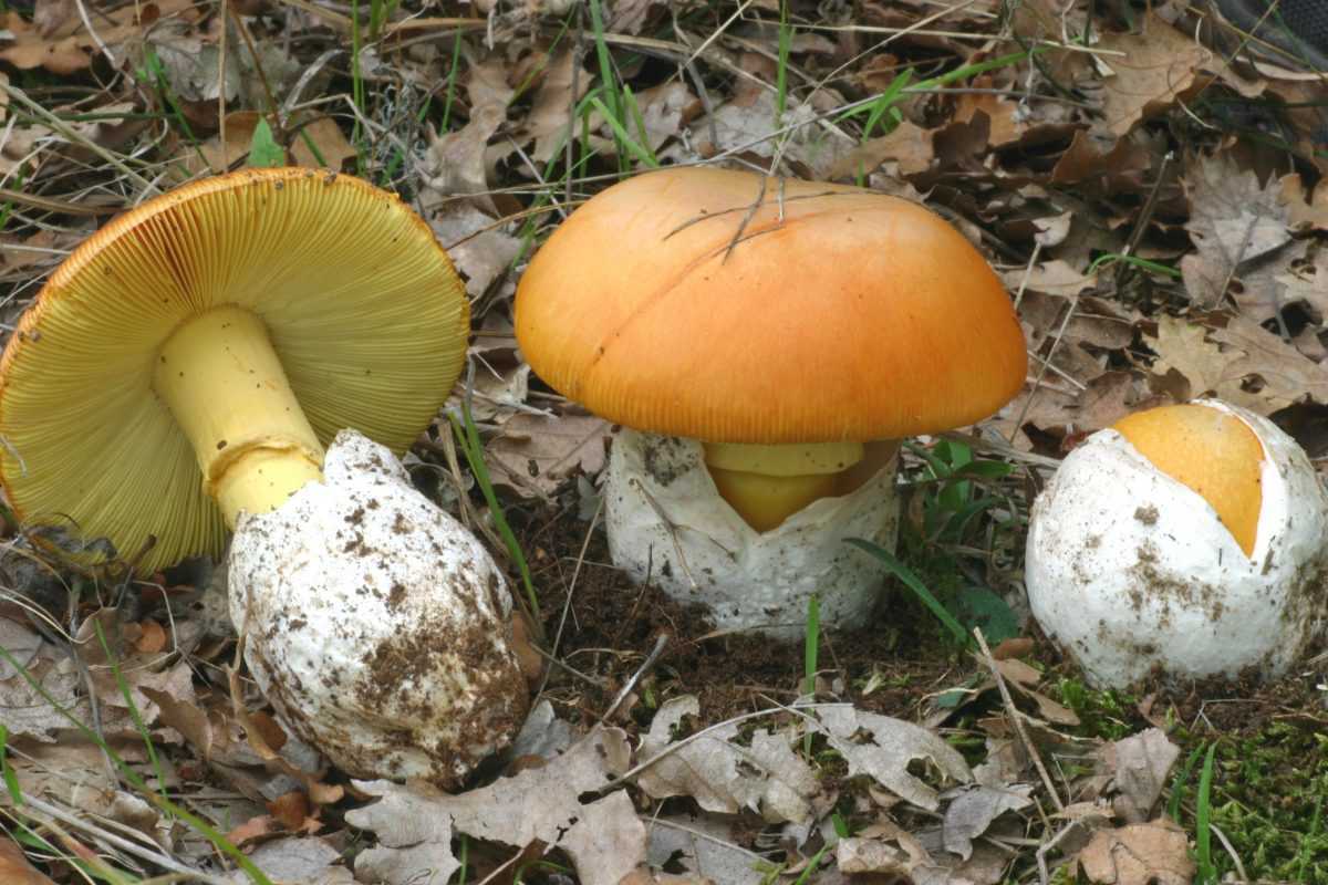 Eλάχιστα φέτος τα μανιτάρια στα δάση της Θεσπρωτίας