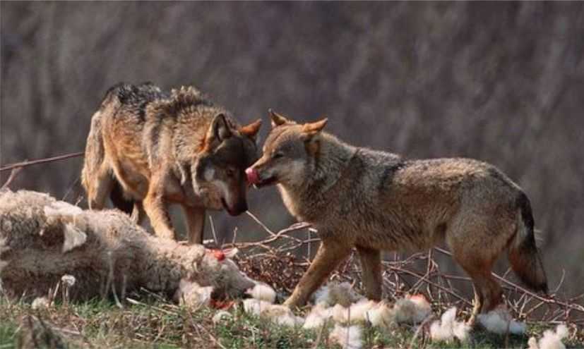Αγέλες λύκων κατασπαράζουν ζώα σε χωριά της Θεσπρωτίας!!