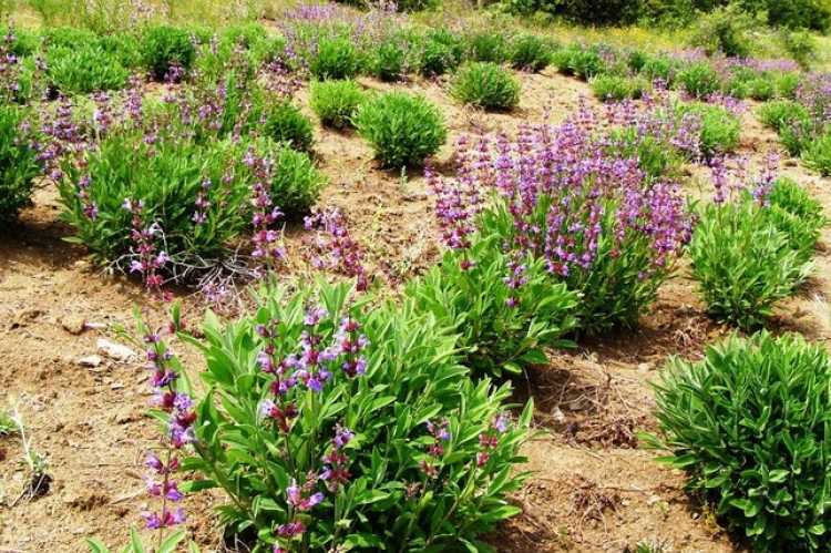 Κατάλληλη η περιοχή του δήμου Σουλίου για την καλλιέργεια αρωματικών και φαρμακευτικών φυτών.