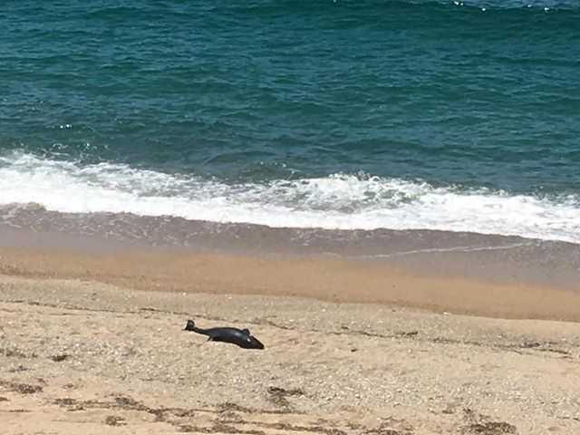 Νεκρό δελφίνι ξεβράστηκε στην παραλία του Μονολιθίου της Πρέβεζας!!