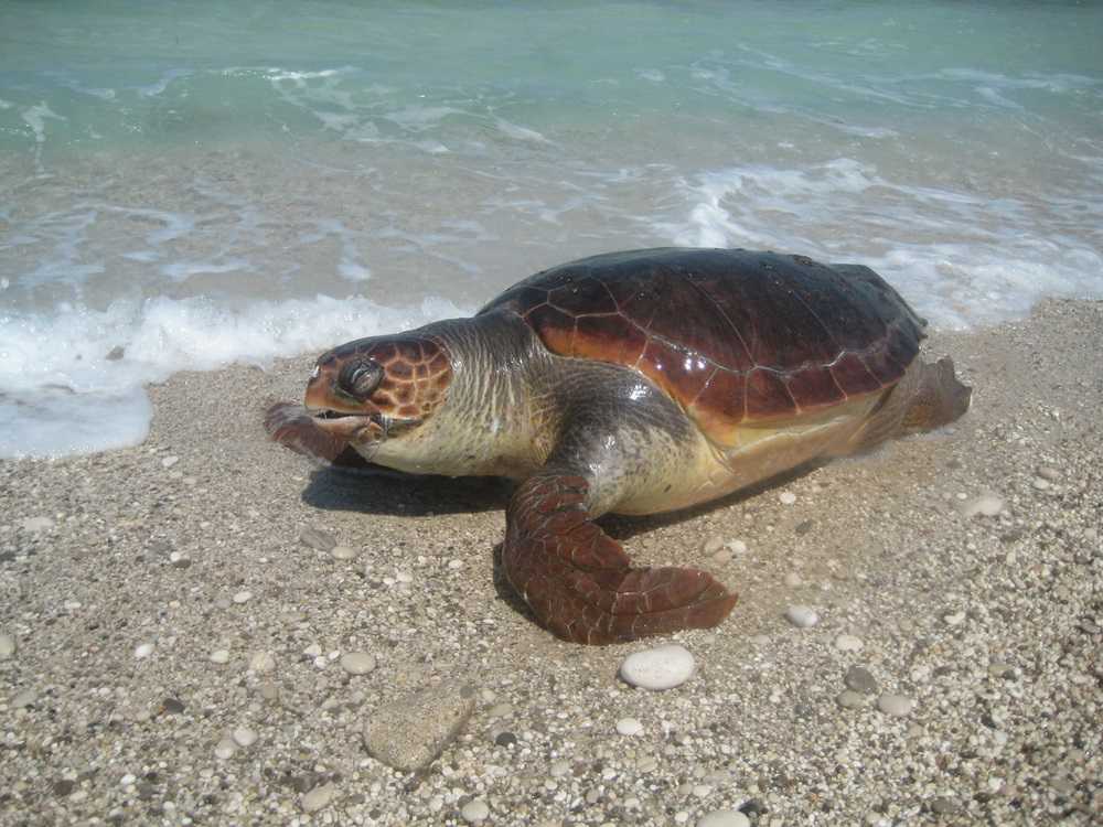 Βρέθηκε νεκρή χελώνα Καρέτα Καρέτα στην παραλία της Λυγιάς!!