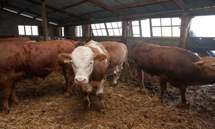 Κρούσμα βρουκέλλωσης σε μονάδα βοοειδών στην Πρέβεζα Υποχρεωτική σφαγή των ζώων