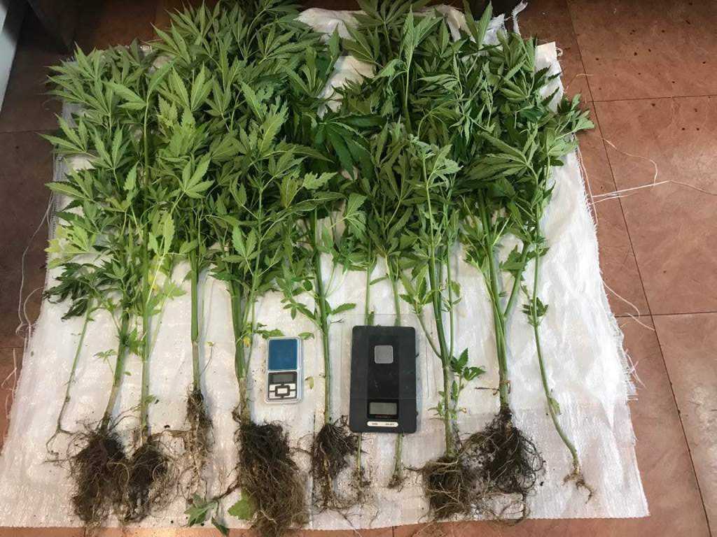 Συνελήφθη 36χρονος για καλλιέργεια 11 δενδρυλλίων κάνναβης!!