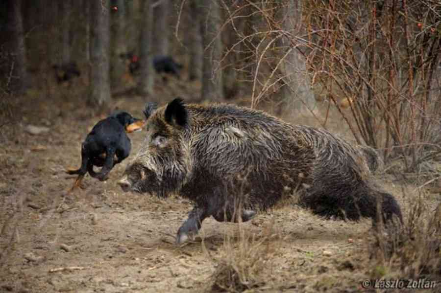 Αγριογούρουνο τραυμάτισε 35χρονο κυνηγό στα Γιάννενα!