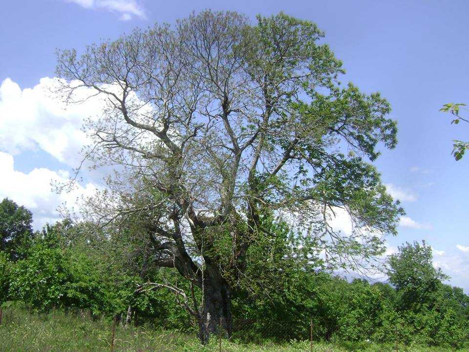 Νεκρώνονται από μύκητα και οι καστανιές στη Θεσπρωτία. – Θύμα του και το αρχαιότερο δένδρο της περιοχής!