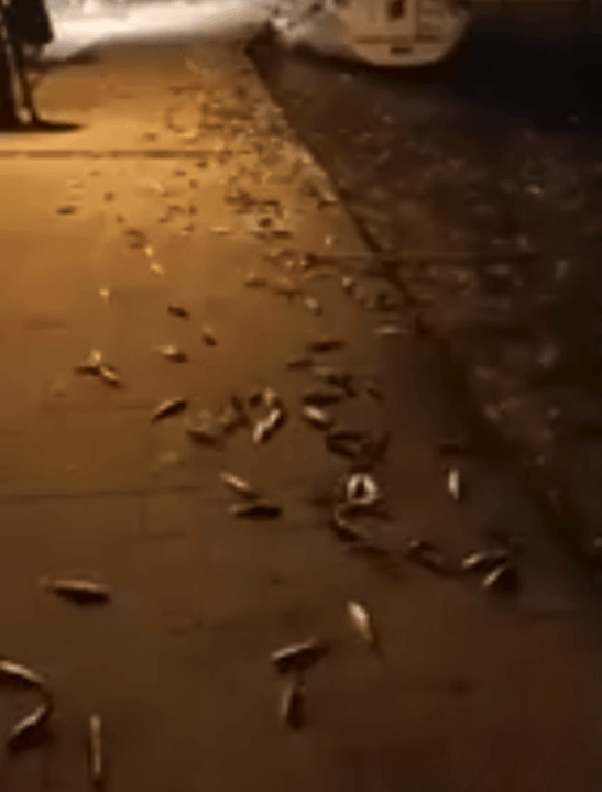 Πρέβεζα – Απίστευτο βίντεο: Κοπάδι ψαριών πήδηξε στη στεριά!